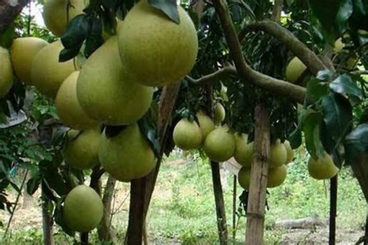 柚子施有机肥的五大好处 柚子施什么肥又大又甜