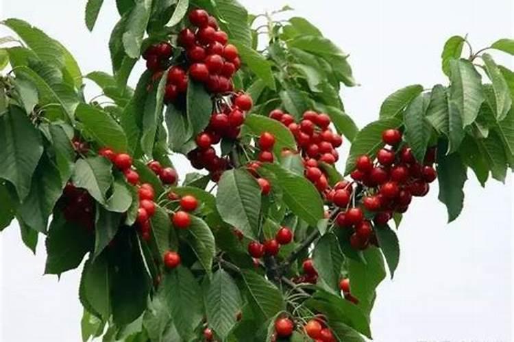 樱桃树开花时用什么水肥料？