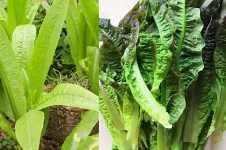 你好油麦菜叶子这种病怎么防治？