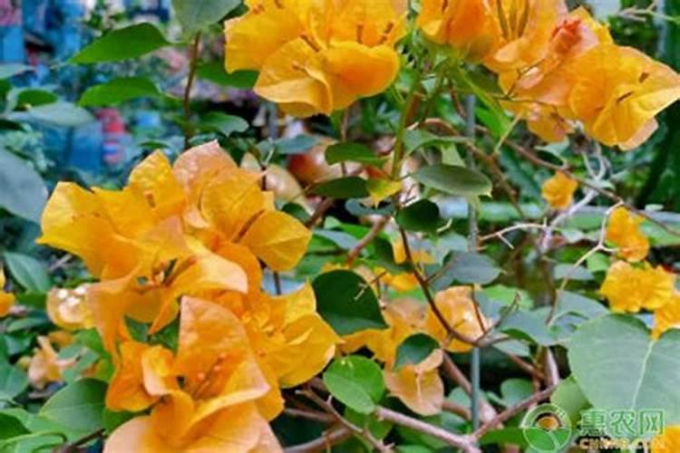 求实用的厨房做菜软件