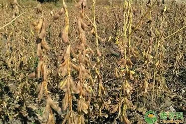 黄豆开花用什么药能高产 种一亩纯利润多少