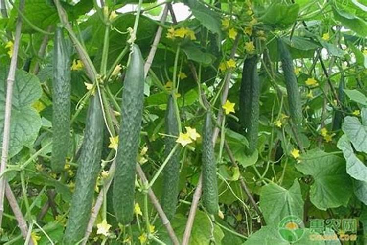 苯醚甲环唑防治黄瓜白粉病施药后几天摘瓜可以食用