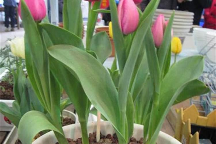 郁金香如何施肥？