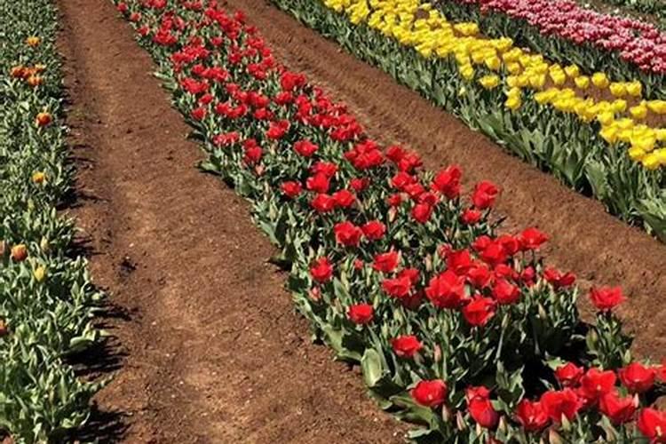 郁金香如何施肥？