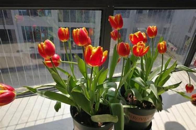 养郁金香的注意事项