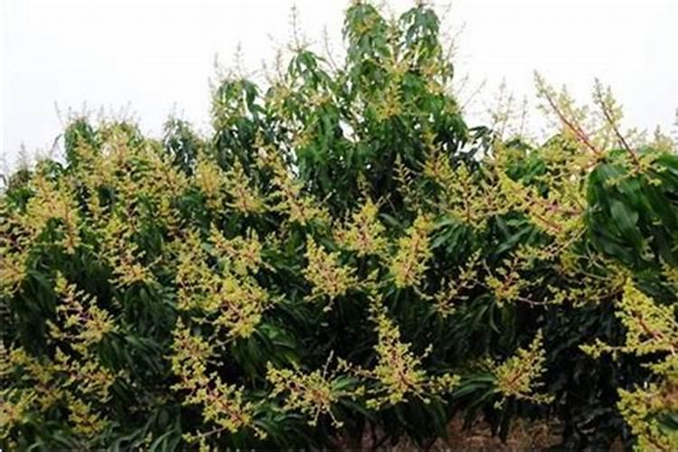 草莓打什么叶面肥叶片变肥变厚？喜满地叶魔方促进叶片快速生长肥大百度...