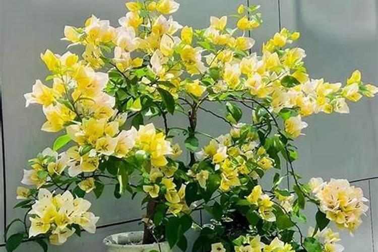 海南秋季能种什么粮食