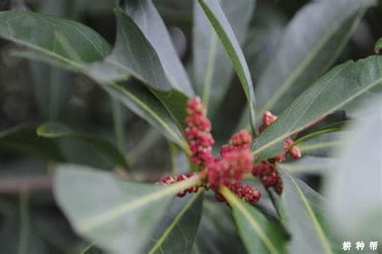 海南甜玉米种植条件气温