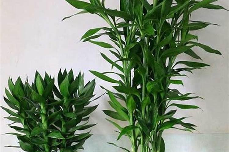 小苗追肥的最佳肥料