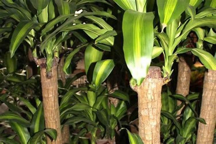 巴西木施什么肥最好