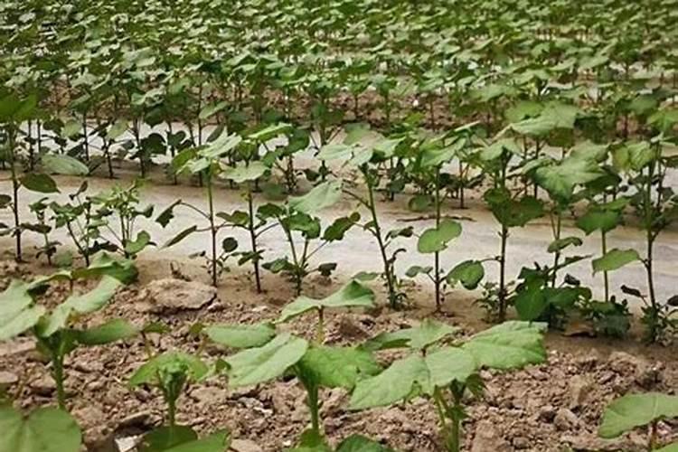 夏枯草的种植技术要点