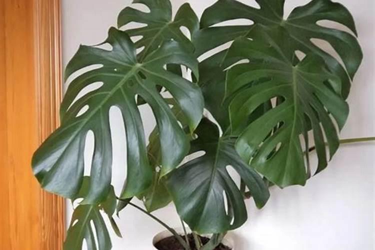 辣椒需要施什么肥料施肥过多怎么处理