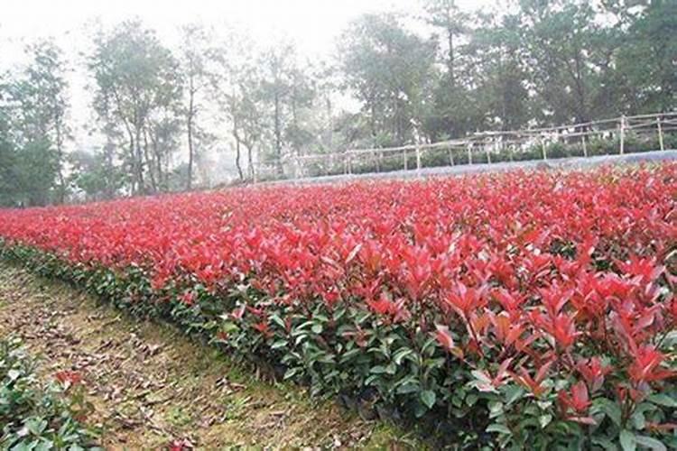 红叶石楠怎样种植成活率高