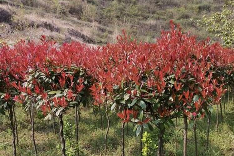 红叶石楠怎么养护？