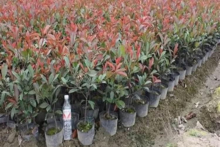 红叶石楠怎样种植成活率高