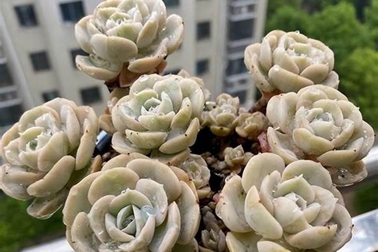 芹菜如何使用尿素