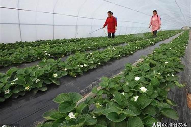 芹菜追肥用什么肥好？