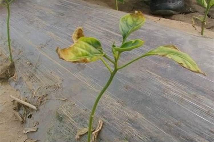 发酵鸡粪可以和纯硫酸钾混用吗？