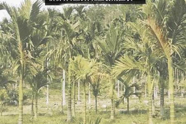 槟榔施什么肥结果多