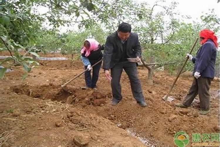 微生物肥料有大量活的微生物,根腐病还能用这个肥料吗？