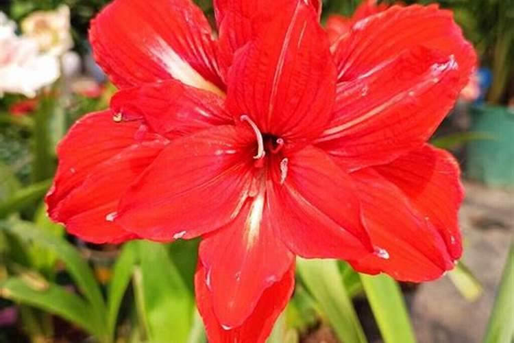 含氯氮肥在果树上用量多少适易