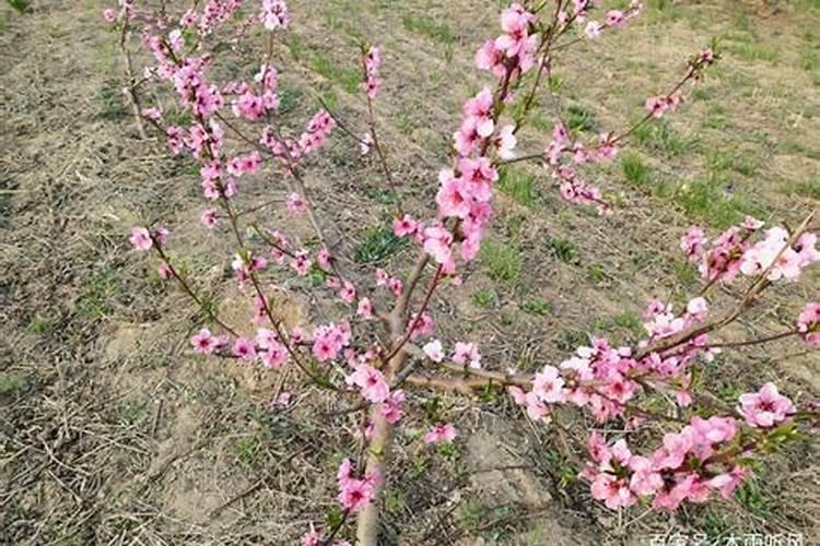 老师,葡萄上色套袋前打什么药