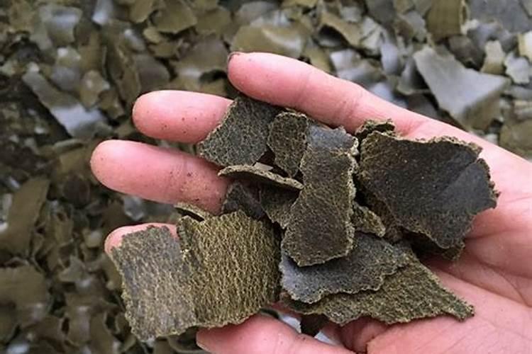 树木长粗用什么肥料