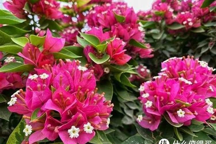 三角梅施什么肥好