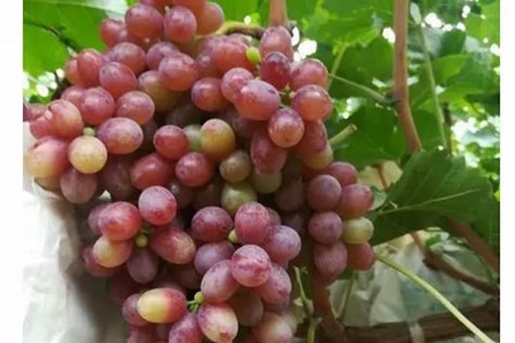 李子树到秋天,结的李子里面有小白虫子,是怎么回事,用什么药才能不让李子...