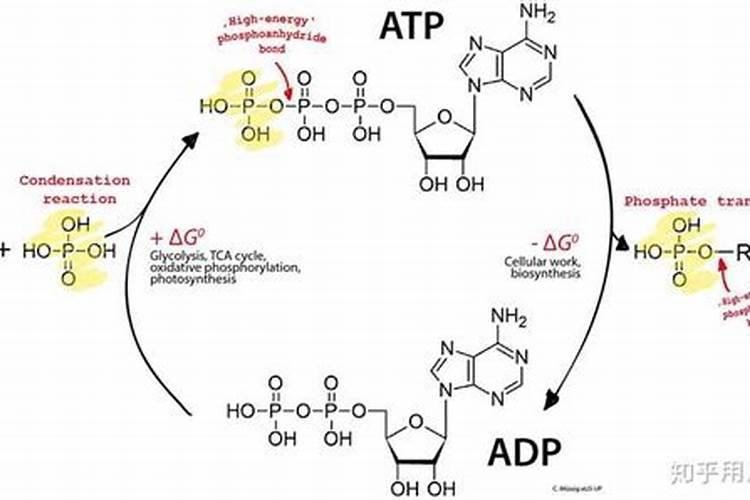 植物的三多是什么？