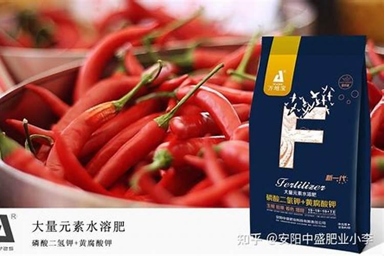 辣椒怎么种才高产？原来施肥方法很重要!这些要点你都懂了吗？