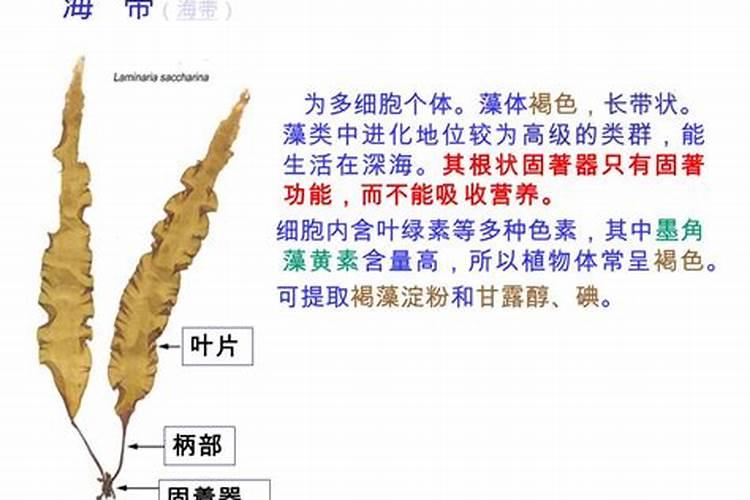 青岛明月蓝海生物科技有限公司明月海藻肥简介