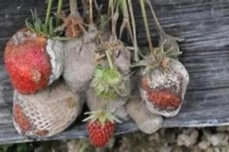 如何给梅花施肥