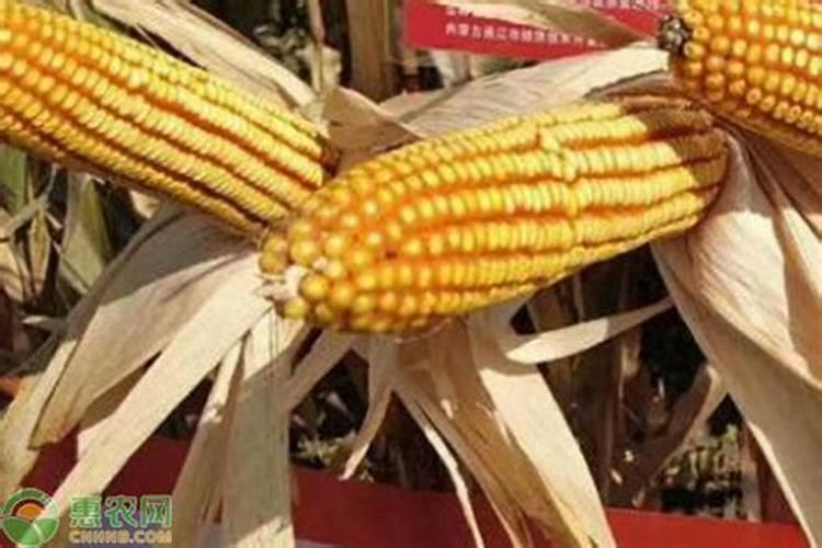 玉米底肥一次性施肥 氮磷钾 各用多少？