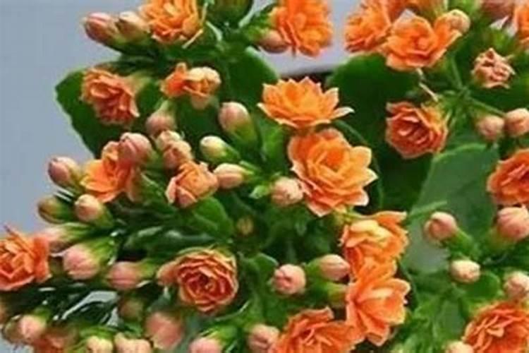 长寿花最好肥料 施肥方法是什么