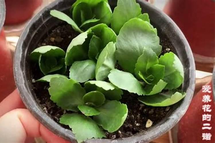 立秋以后如何养长寿花能保证花量更多