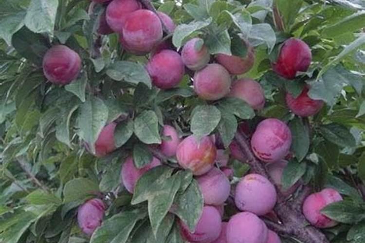 火龙果膨果期哪些肥料可以用作基肥？火龙果膨大期用哪些肥料好？