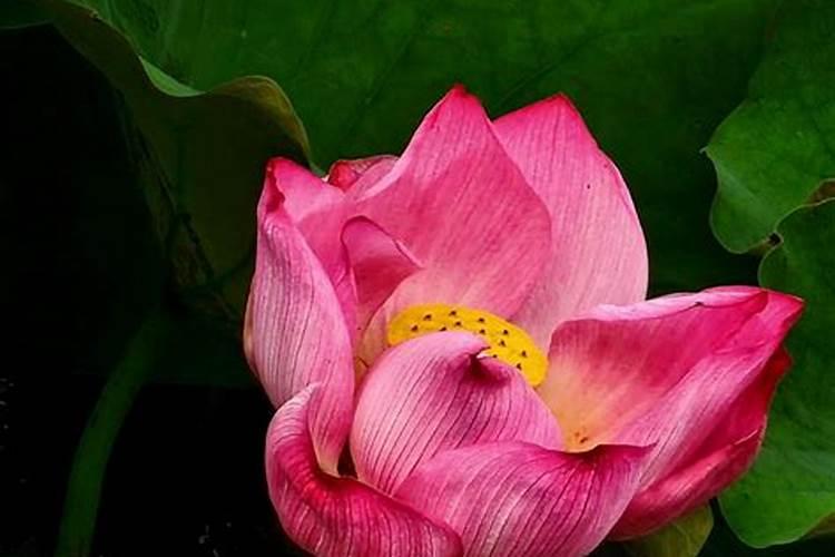 钾肥料起什么作用