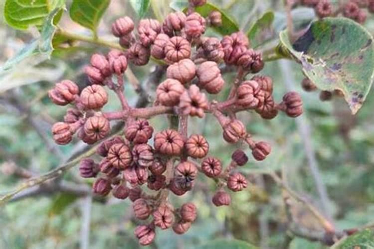 吴茱萸种植技术要点有哪些