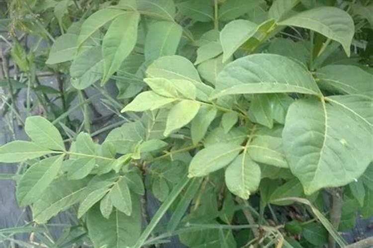 茴香的形态特点