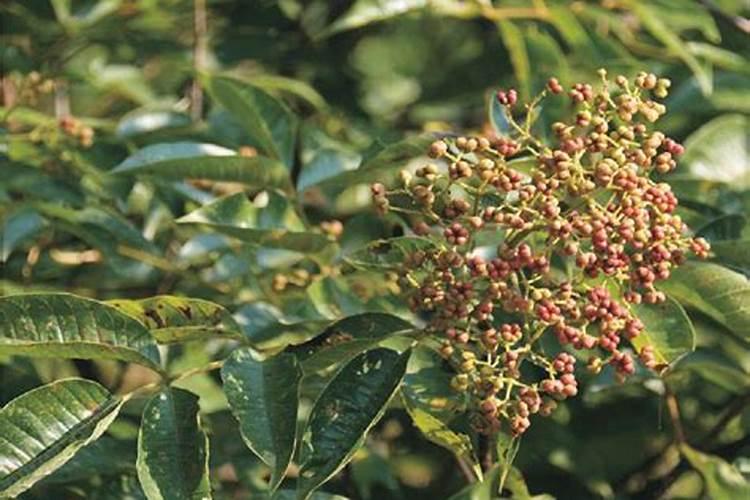 种玉米到底是复合肥好还是控释肥好？