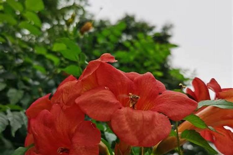 凌霄花怎么施肥,4个步骤施肥养护凌霄花