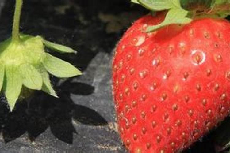 草莓打过叶面肥几天能吃