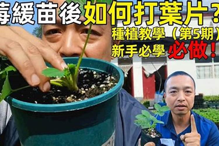 草莓上肥怎么施肥