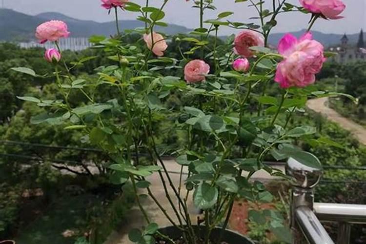 适合阳台的蓝色阴雨小型藤本月季阳台变花墙