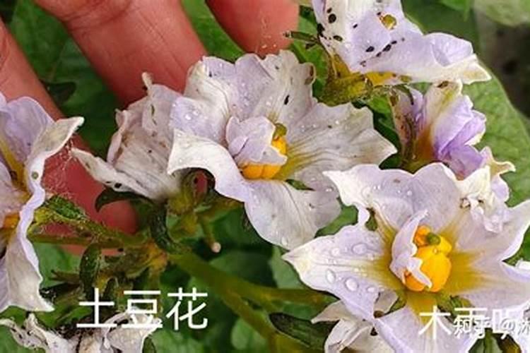 土豆开花以后怎么管理