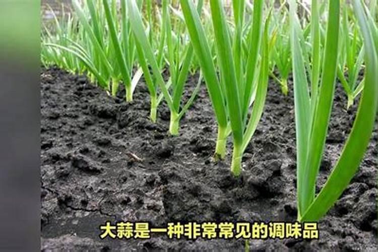 水溶肥是个宝!效果真是好？？