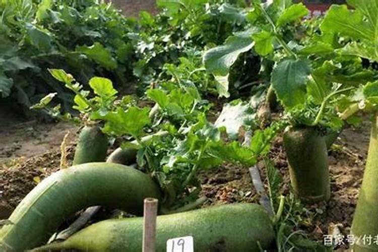 膨果最好的配方