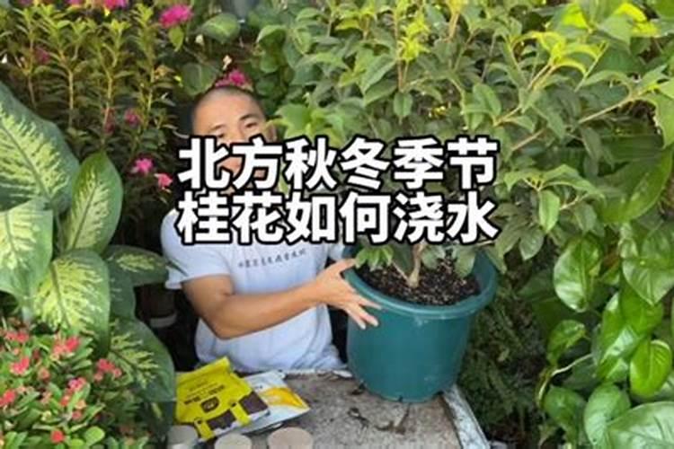 怎样给盆栽桂花施肥