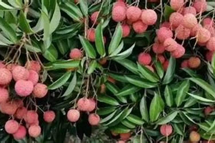 10月期间柑橘为何会出现落果现象？